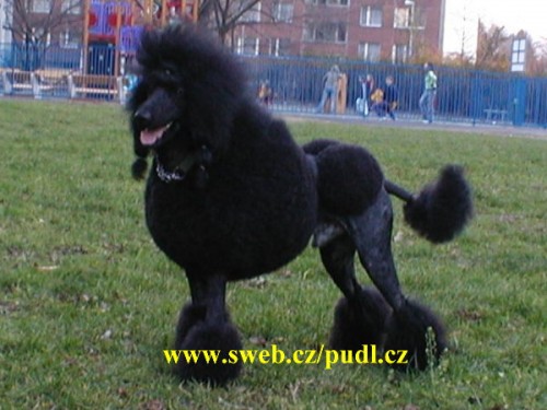 Pudl kr�lovsk� - velk�