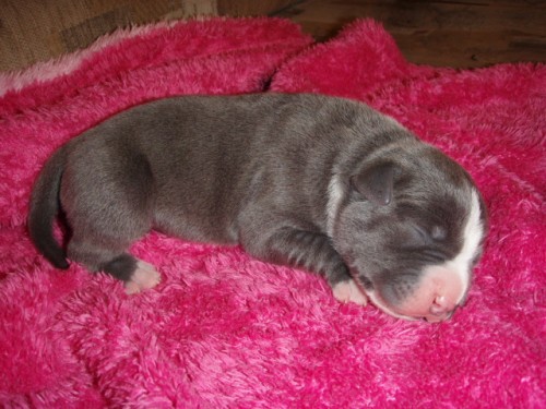 Americk� staford��rsk� terier - �t��ata s PP