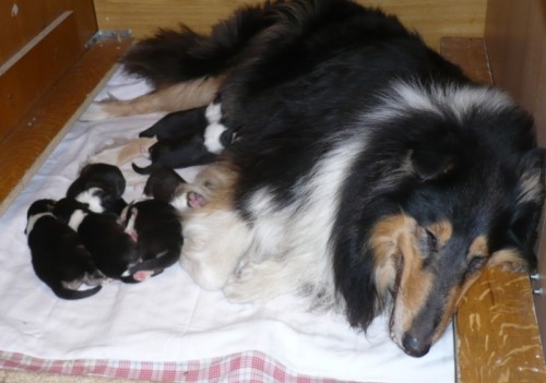 Trikolorn� �t���tka