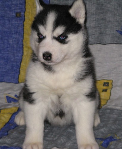 Sibi�sk� husky-