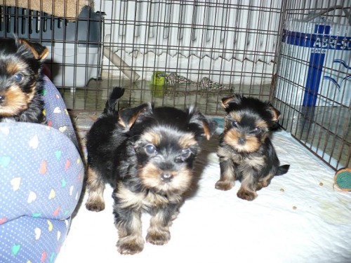 Jorksirsky terier - stenatka