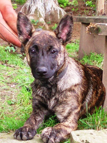 Holandsk� ov��k s PP!