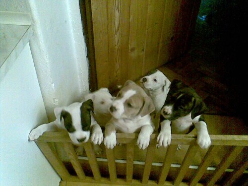 Americk� staford��rsk� teri�r