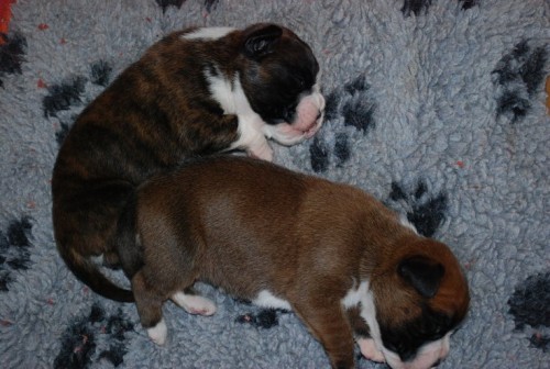 N�meck� boxer - �t��ata s PP