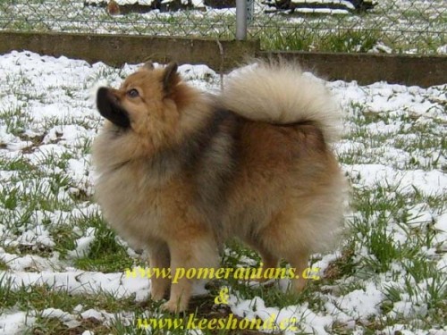 N�MECK� �PIC MAL� a ST�EDN� s pp