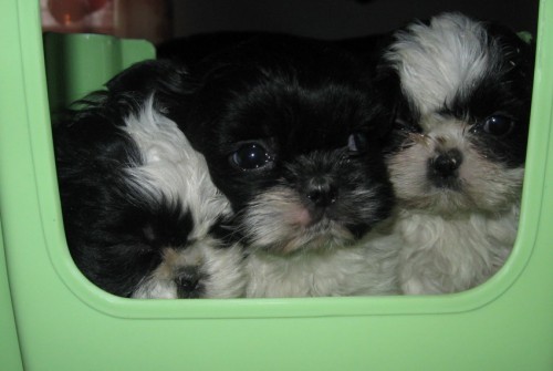 kr�sn� �t�n�tka shih tzu