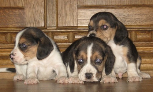 B�GL �T���TKA