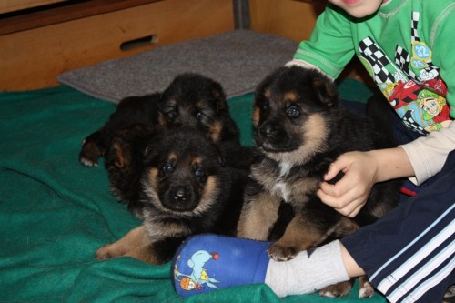 N�meck� ov��k �t��ata s PP