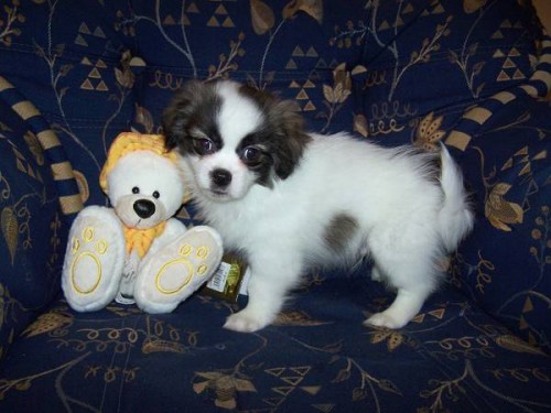 tibetsk� �pan�l - �t��ata s PP