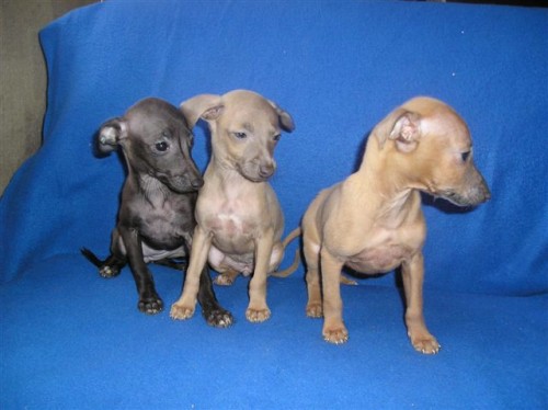 italsky chrtik- �t��ata s pp