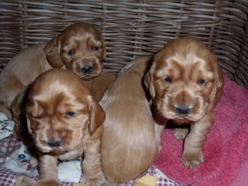 Zlat� �t���tka Anglick�ho kokr�pan�la