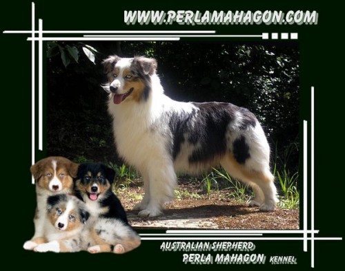 �t���tka austral��k�