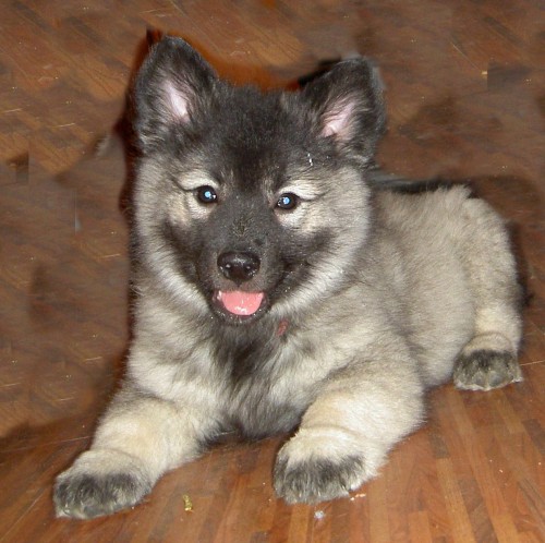 �t���tka N�meck�ho vl��ho �pice k odb�ru