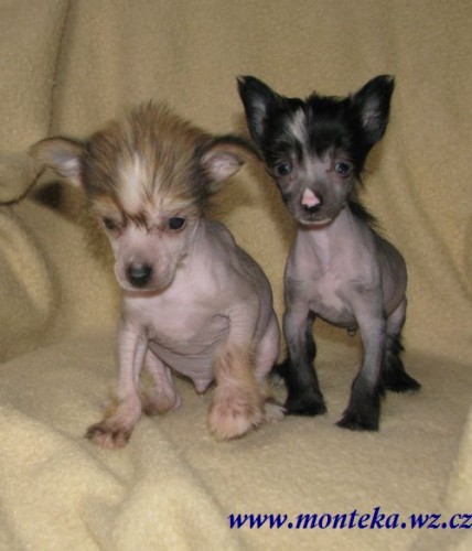 ��nsk� chocholat� pes nah��