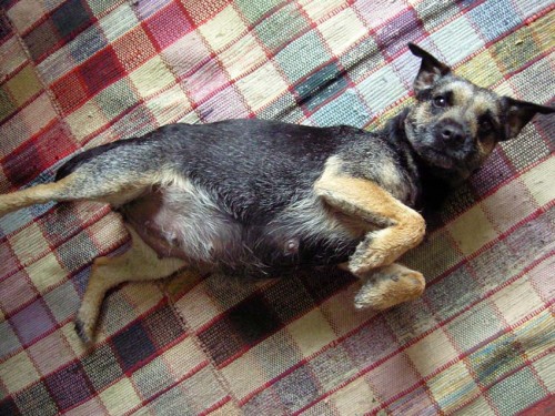 St���tka borderteri�r� s PP