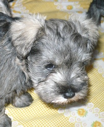 Kn�ra� mal� pep� a s�l