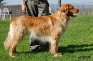 Hovawart - �t���tka s PP