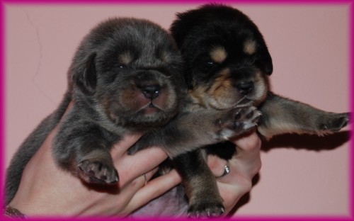 Tibetsk� doga - �t���tka s PP