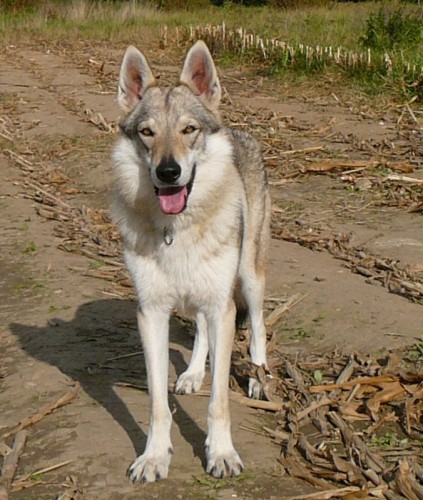 �eskoslovensk� vl��k