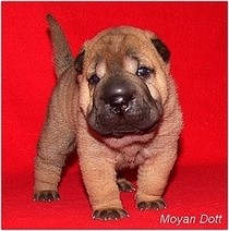 SHAR-PEI - �t���tka ze zahrani�n�ho kryt�