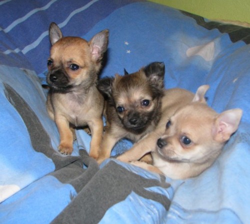 �ivava kr�tkosrst�,dlouhosrst�