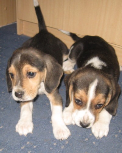 dva kluci b�gl�k�