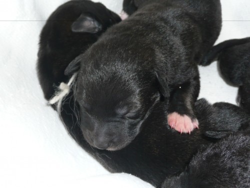 Peru�nsk� nah�� velk�