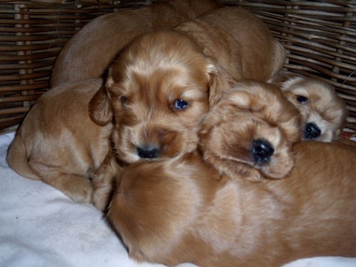 Zlat� �t���tka s PP