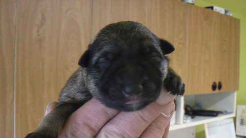 �t��ata NO s PP