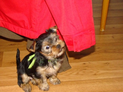 Kr�sn� �t���tka jork��rka