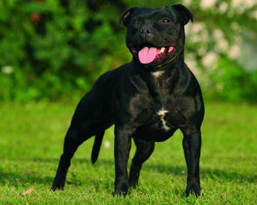 Stafford��rsk� bullteri�r 