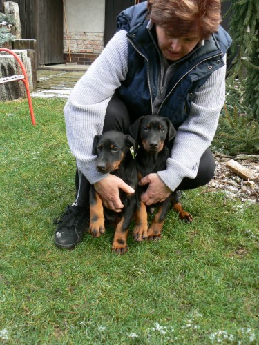 Dobrman - �t��ata