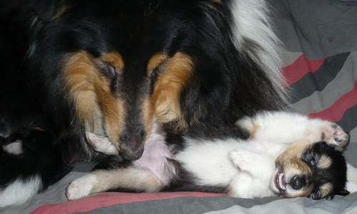 Prod�m �t�n� kolie