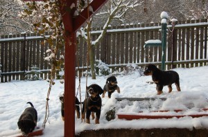 Prod�m kr�sn� �t���tka rotvajlera