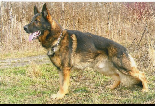 N�meck� ov��k �t��ata zad�m