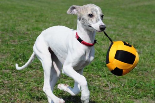 Vipet-whippet-mal� anglick� chrt