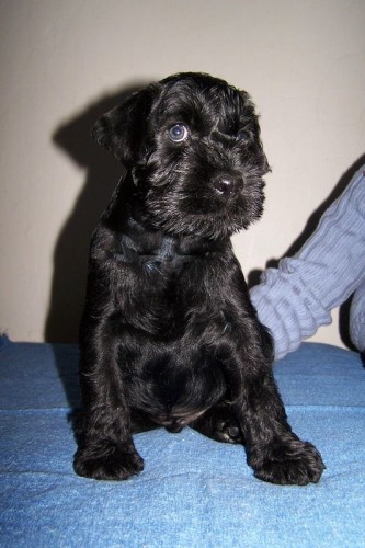 Kn�ra� sz�edn�