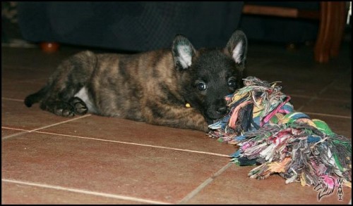 Holandsk� ov��k - ZDARMA!