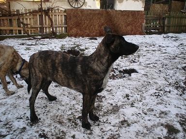 Holandsk� ov��k