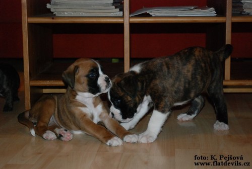 N�meck� boxer - �t���tka s PP