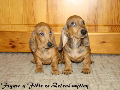 Jezev��k hladkosrst� standard