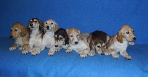 Saluki �t��ata