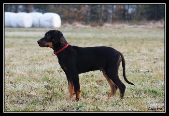 Daruji leopard�ho psa - Roty