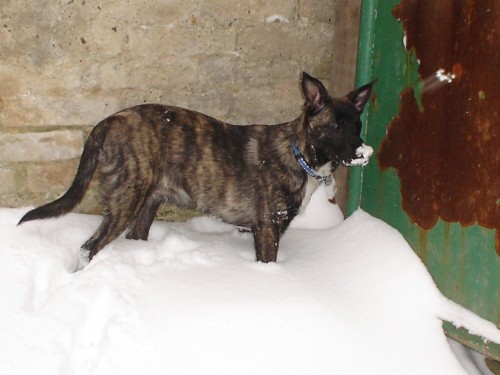 Holandsk� ov��k-pes