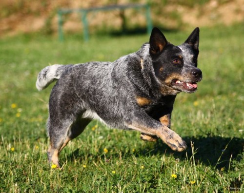 Australsk� hon�ck� pes