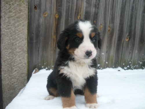 Prod�m �t���tka bernsk�ho sala�nick�ho psa