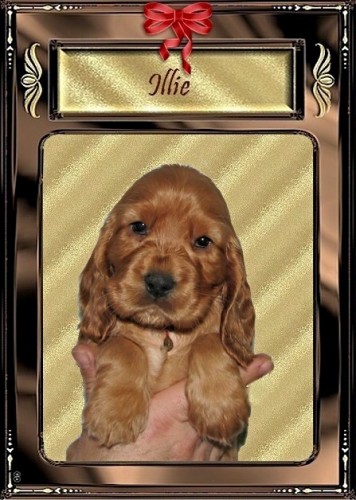 Anglick� kokr�pan�l