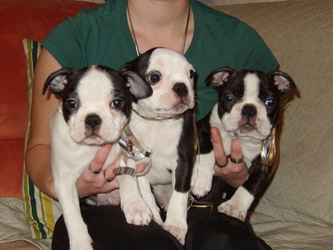 Boston teri�r - �t��ata s PP