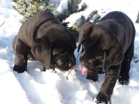 �t���tka Labradora s PP, IHNED K ODB�RU!!!