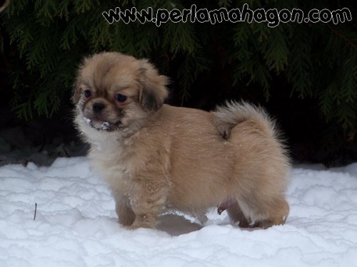 �t���tka tibe���k�